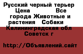 Русский черный терьер › Цена ­ 35 000 - Все города Животные и растения » Собаки   . Калининградская обл.,Советск г.